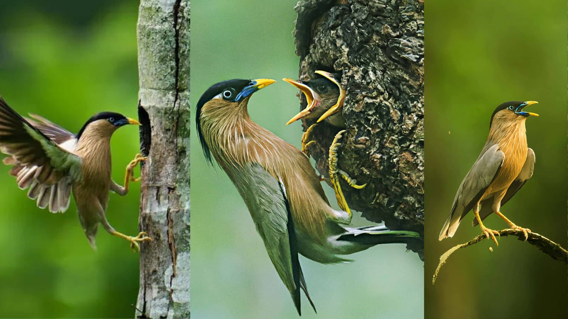 বিরল প্রজাতির বামুনশালিক ; যার দেখা শুধু রাবিতেই মেলে- খবরটির স্থিরচিত্র